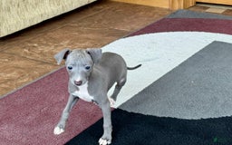 Italian Greyhound dogs for sale: Cj - Image 14