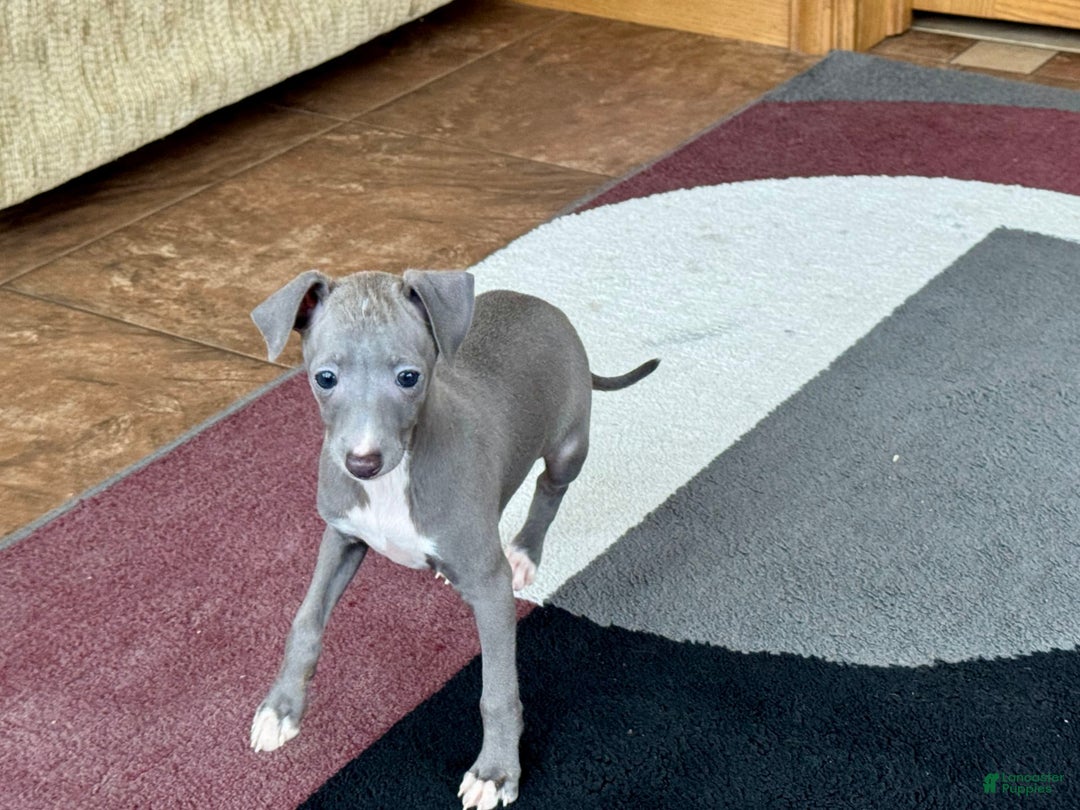 Italian Greyhound dogs for sale: Cj - Image 14