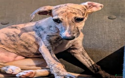 Whippet dogs for sale: Millie - Image 5