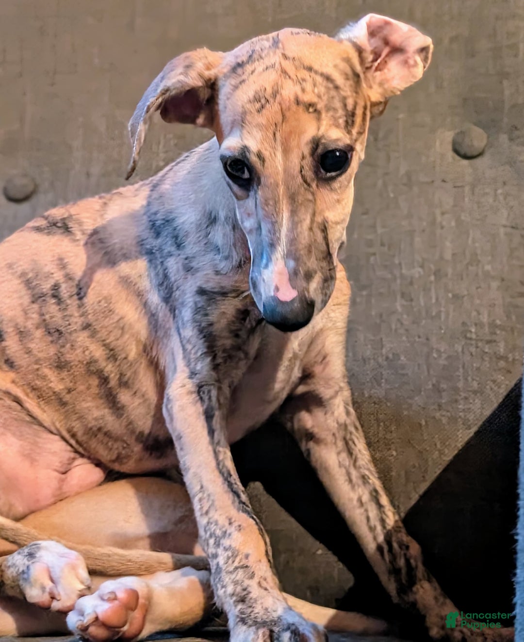 Whippet dogs for sale: Millie - Image 5