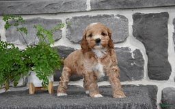 Cockapoo dogs for sale: Shelby - Image 3