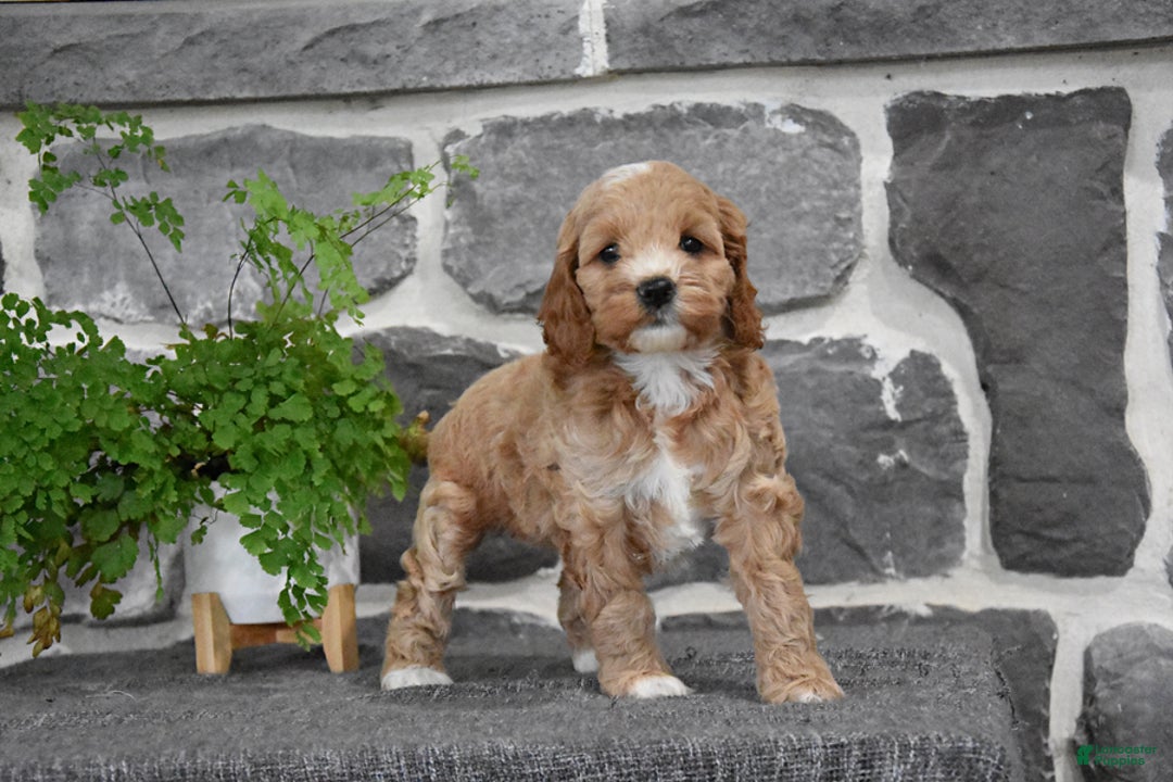 Cockapoo dogs for sale: Shelby - Image 3