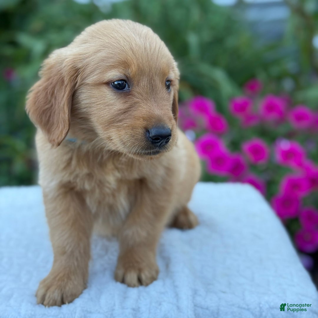 Golden Retriever dogs for sale: Teddy - Image 5
