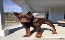 Doberman Pinscher dogs for sale: Mocha - Image 5