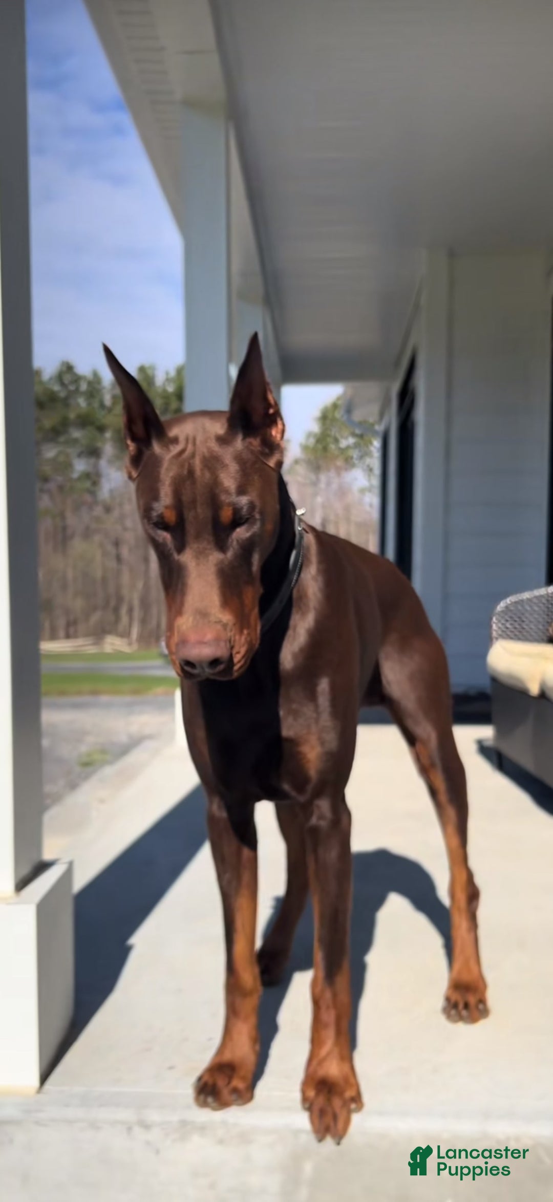 Doberman Pinscher dogs for sale: Mocha - Image 5