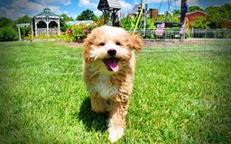 Havapoo dogs for sale: Whisky - Image 16