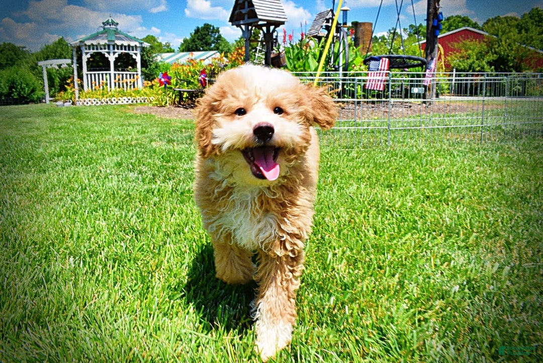 Havapoo dogs for sale: Whisky - Image 16