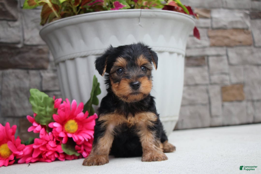 Yorkshire Terrier dogs for sale: Austin - Image 3