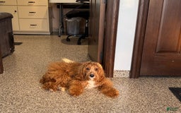 Cavapoo dogs for sale: Tigger - Image 3