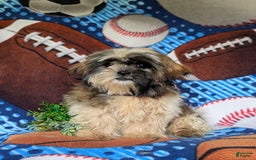 Shih Tzu dogs for sale: Dale - Image 8