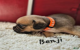 Puggle dogs for sale: Benji - Image 2