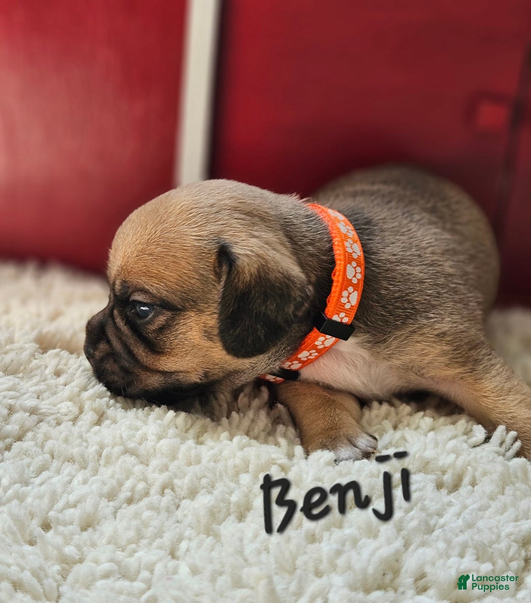 Puggle dogs for sale: Benji - Image 2
