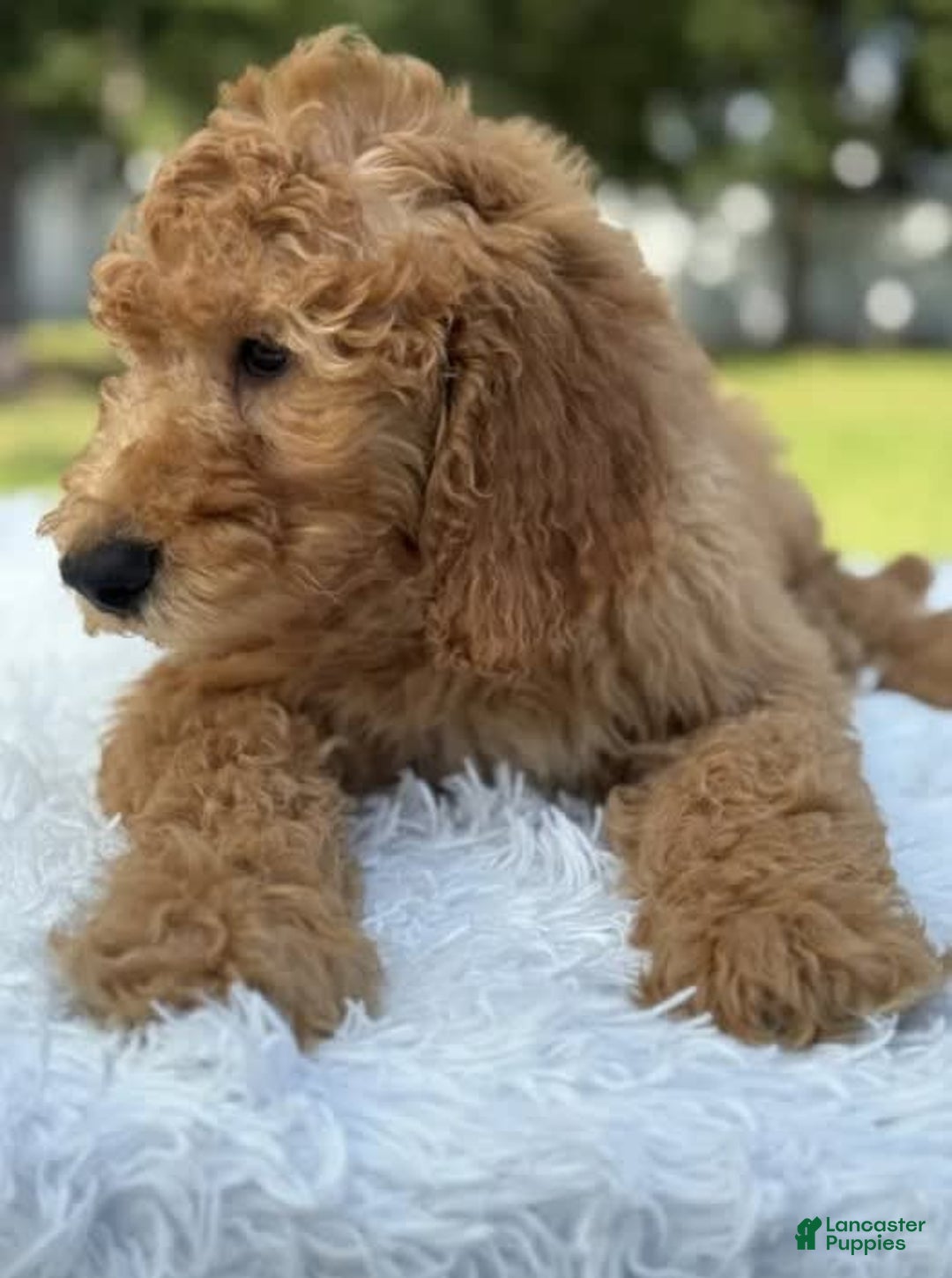Goldendoodle dogs for sale: Bingo - Image 9