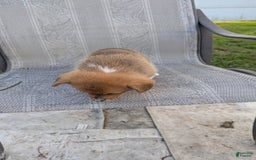 Welsh Corgi Pembroke dogs for sale: Redwhitefemale - Image 11