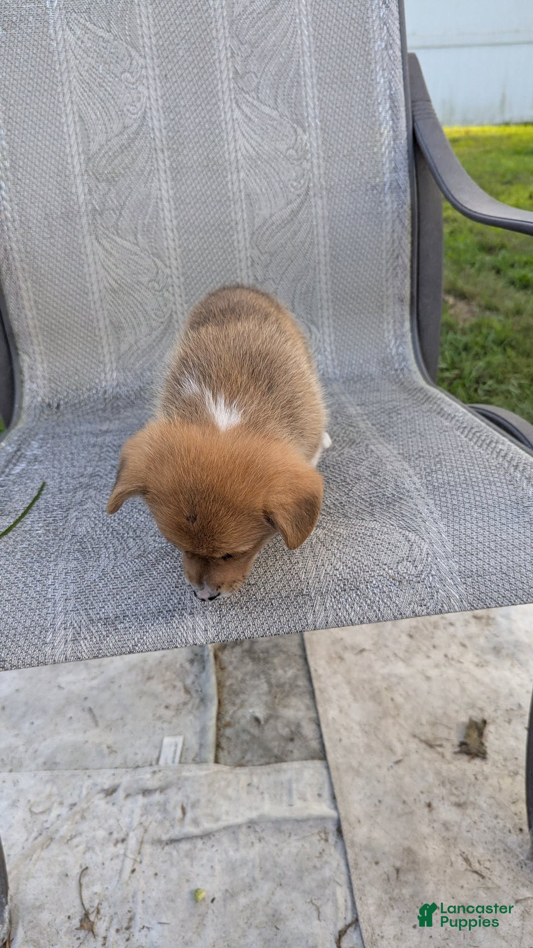 Welsh Corgi Pembroke dogs for sale: Redwhitefemale - Image 11