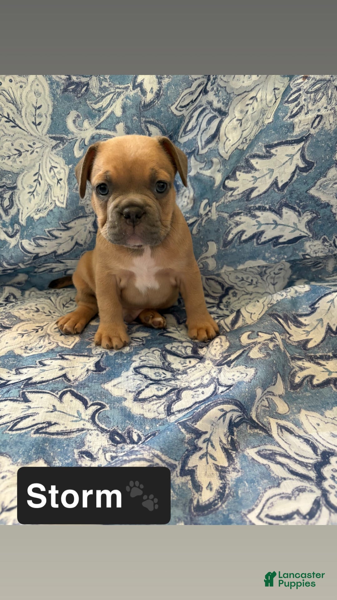 American Bully dogs for sale: Storm - Image 1