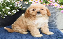 Cavapoo dogs for sale: Brandon - Image 4
