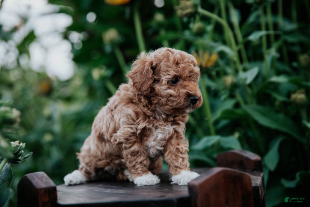 Miniature Poodle dogs for sale: Poppy - Image 3