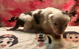 Border Collie dogs for sale: Ego - Image 5