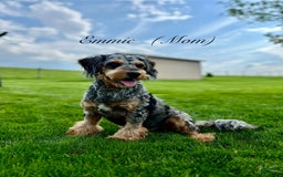 Mini Goldendoodle dogs for sale: Noah - Health tested - Image 6