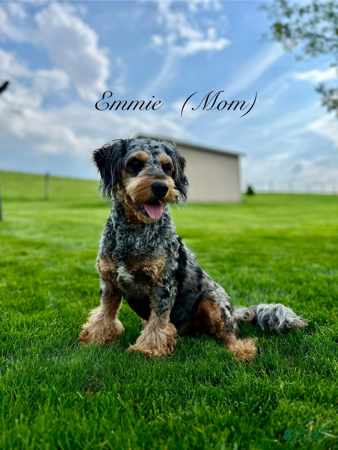 Mini Goldendoodle dogs for sale: Noah - Health tested - Image 6