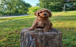 Cavapoo dogs for sale: Sharla - Image 4
