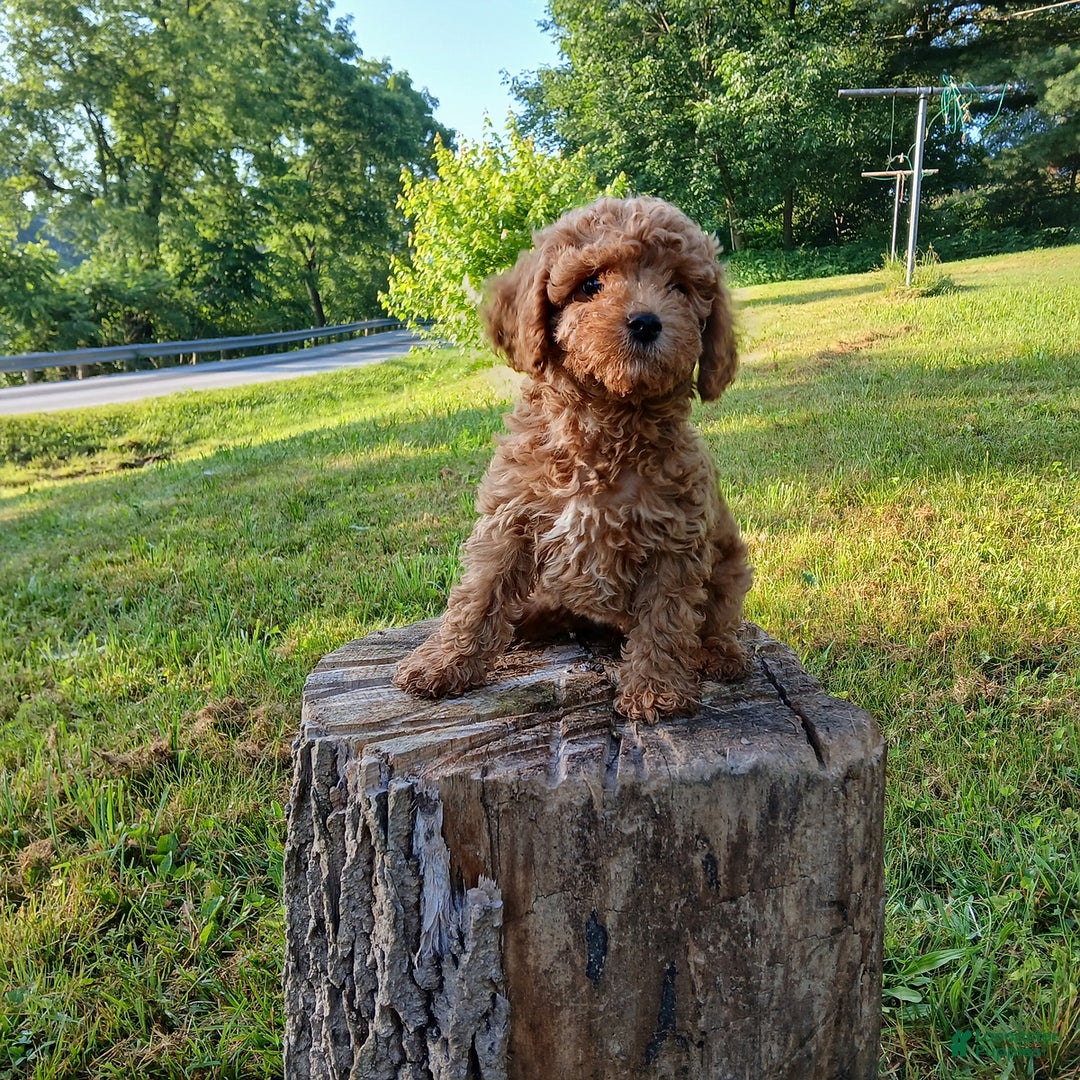 Cavapoo dogs for sale: Sharla - Image 4