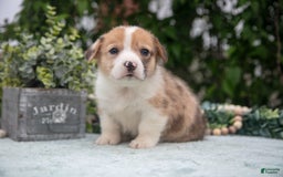 Welsh Corgi Pembroke dogs for sale: Brier - Image 1