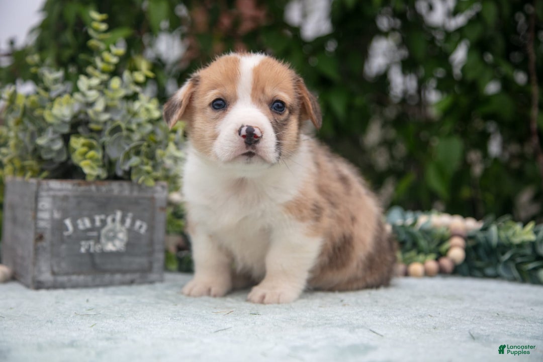 Welsh Corgi Pembroke dogs for sale: Brier - Image 1