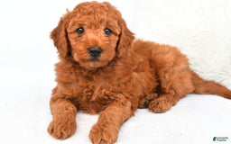 Mini Goldendoodle dogs for sale: Cooper - Image 8