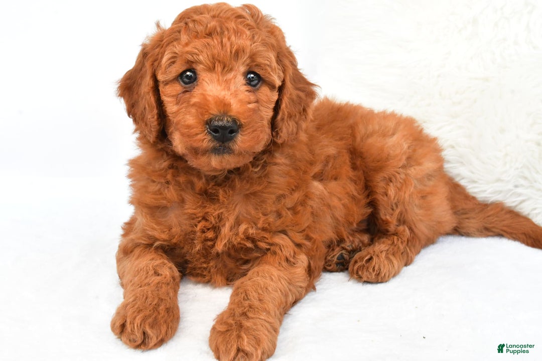 Mini Goldendoodle dogs for sale: Cooper - Image 8