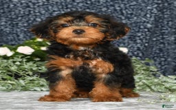 Yorkiepoo dogs for sale: Lucas - Image 7