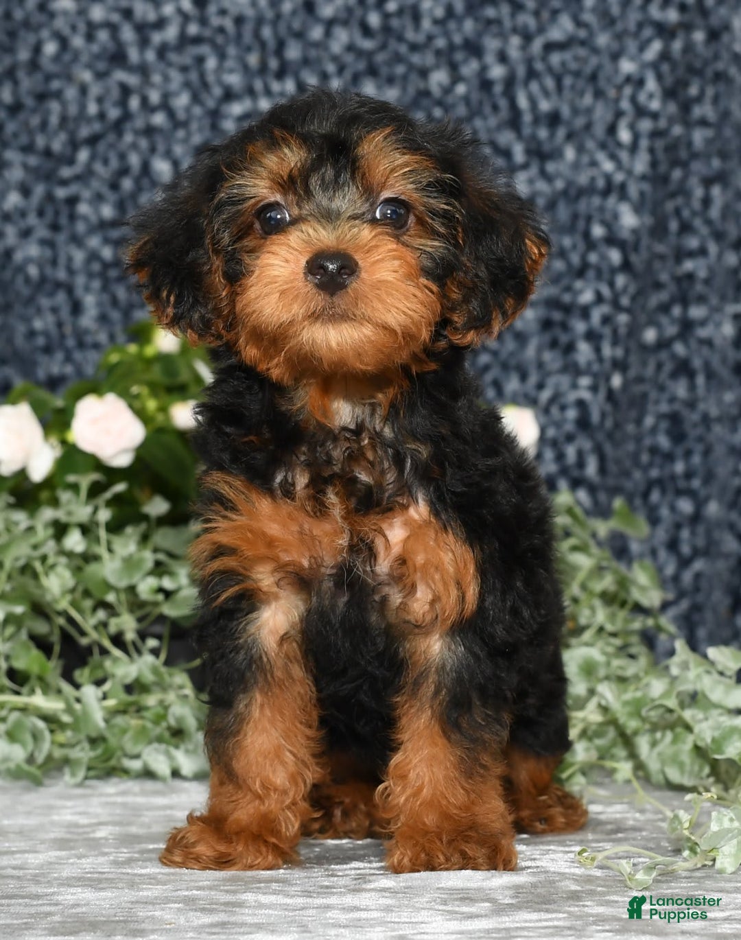Yorkiepoo dogs for sale: Lucas - Image 7
