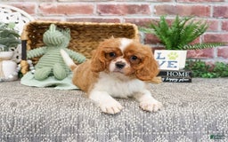 Cavalier King Charles Spaniel dogs for sale: Kyser - Image 4