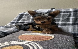Yorkshire Terrier dogs for sale: Lilo - Image 5