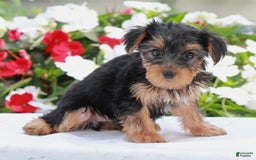Yorkshire Terrier dogs for sale: Bella - Image 3