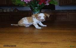 Chihuahua dogs for sale: Sport - Image 1