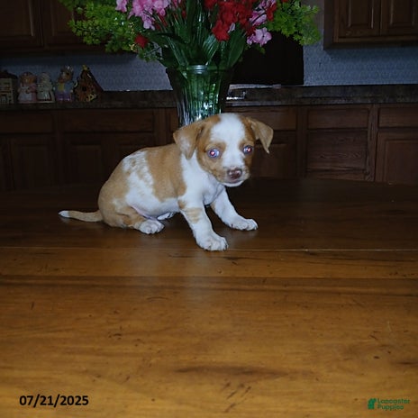 Chihuahua dogs for sale - Ad 2