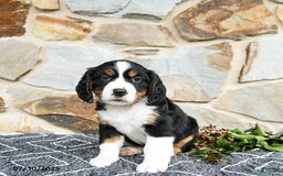 Miniature Bernese Mountain Dog dogs for sale: Juniper - Image 2