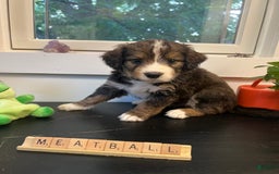 Bernedoodle dogs for sale: Meatball - Image 1