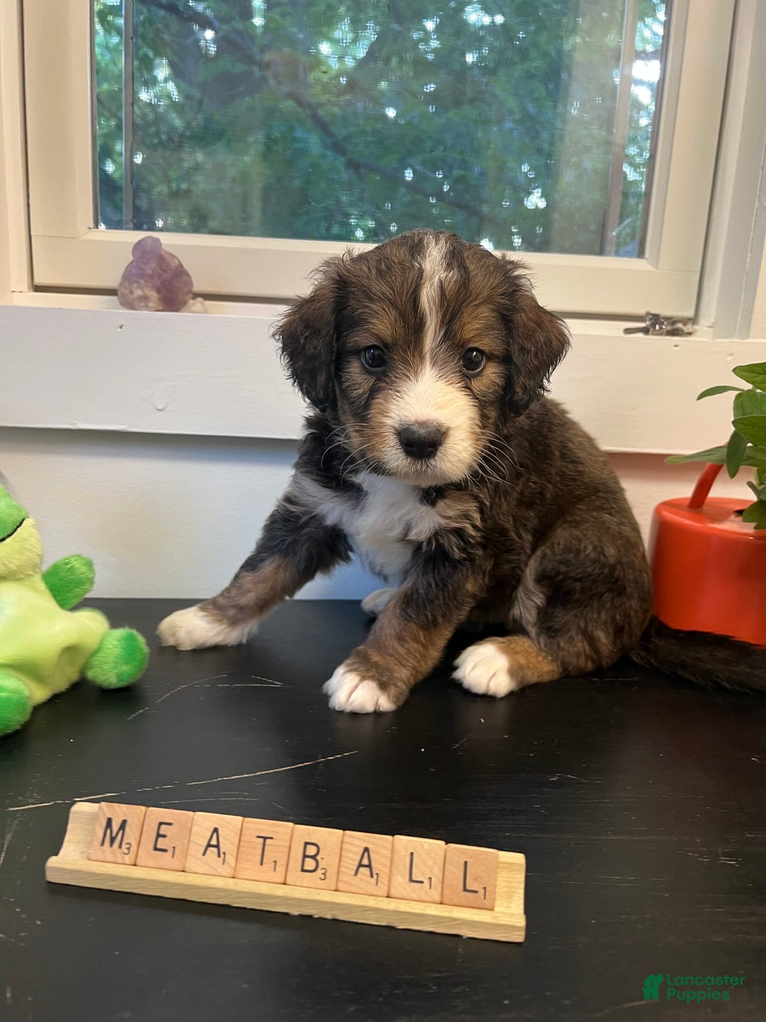 Bernedoodle dogs for sale: Meatball - Image 1