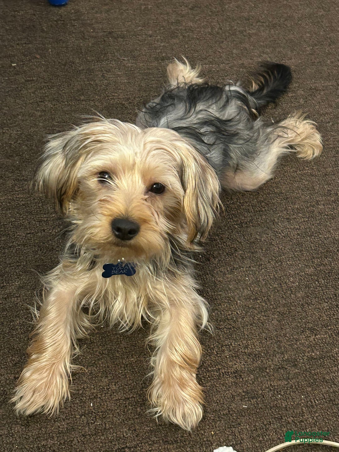 Yorkshire Terrier dogs for sale: Prince - Image 7