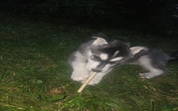 Gerberian Shepsky dogs for sale: Bella - Image 3