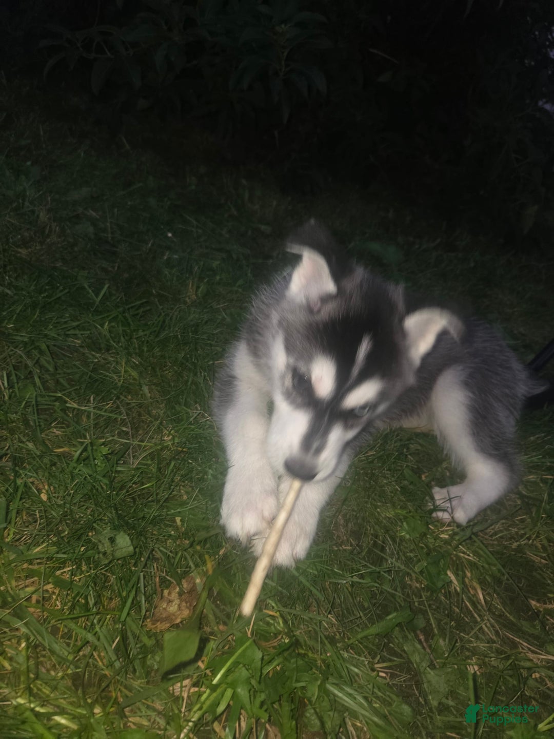 Gerberian Shepsky dogs for sale: Bella - Image 3