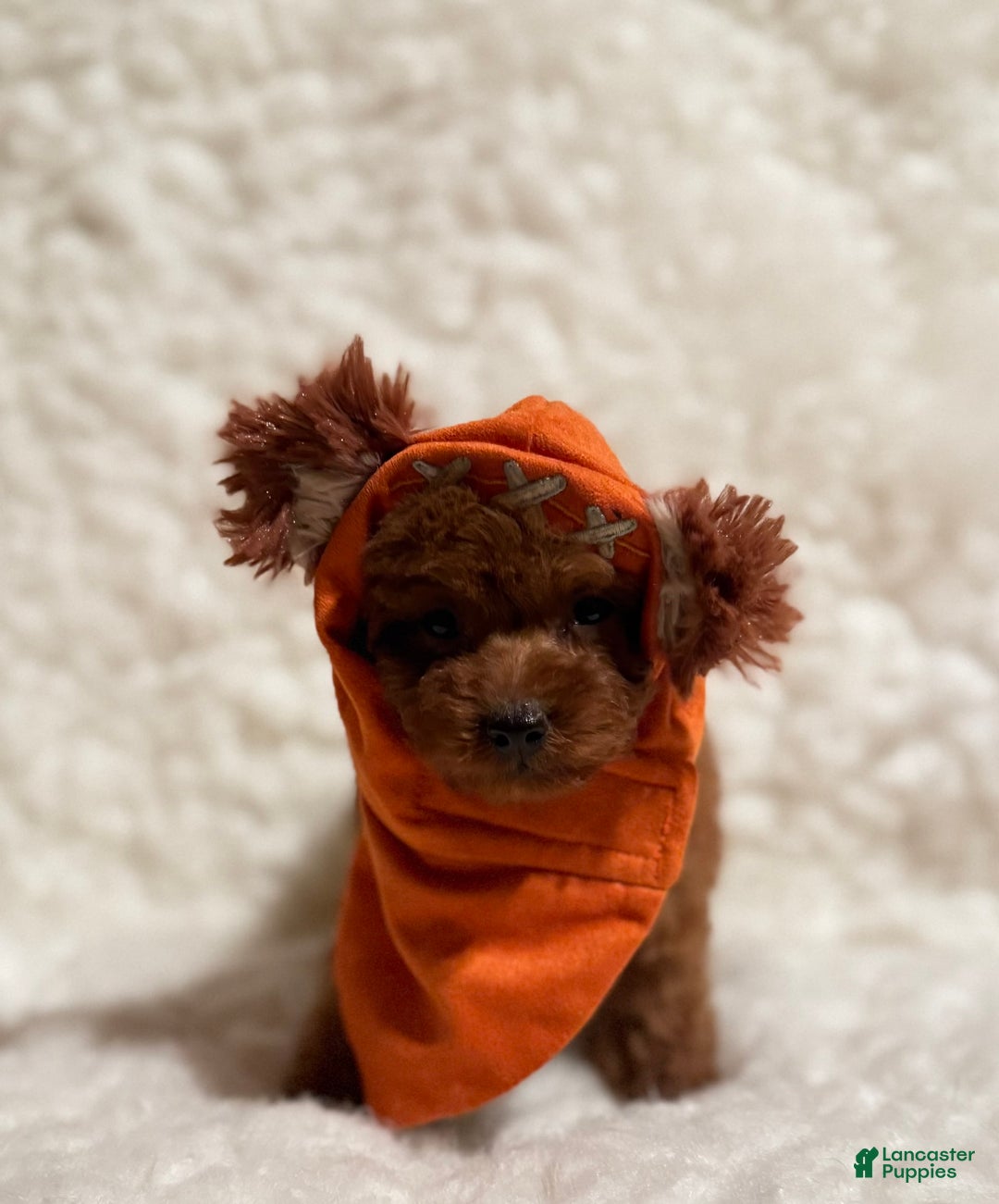 Toy Poodle dogs for sale: Peanut Teacup - Image 2