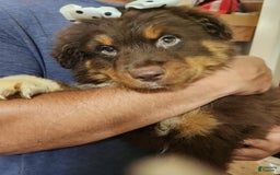 Australian Shepherd dogs for sale: Laura - Image 10
