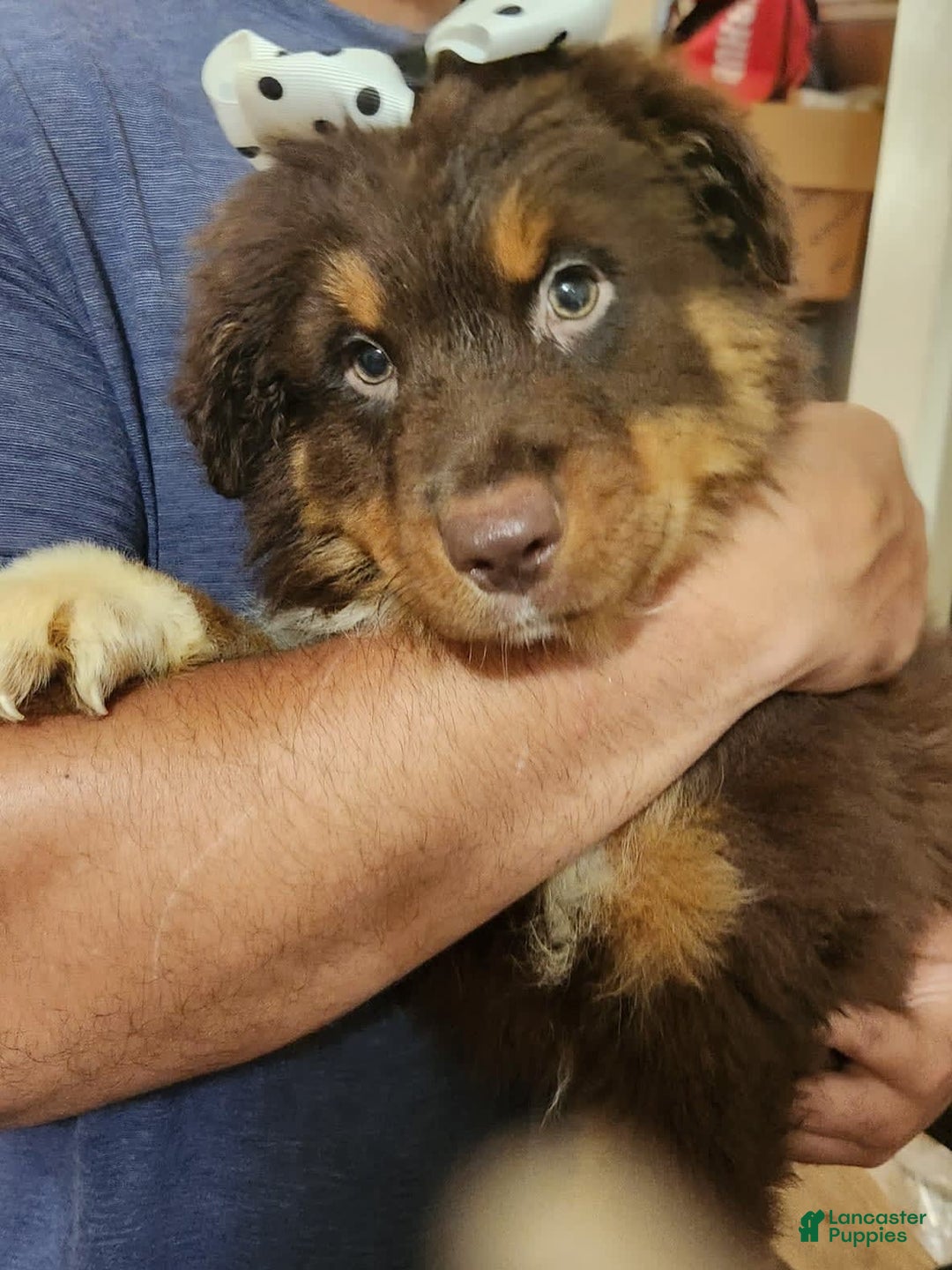 Australian Shepherd dogs for sale: Laura - Image 10