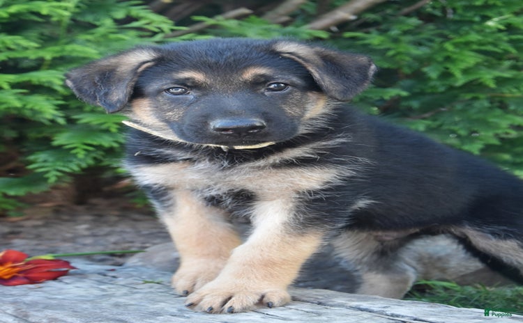 German Shepherd dogs - Advert 17