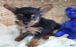 Yorkshire Terrier dogs for sale: Midget - Extra Small - Image 4