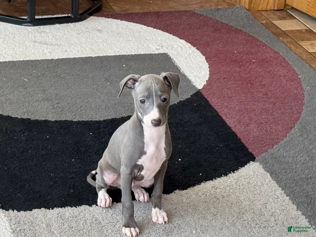 Italian Greyhound dogs for sale: Pj - Image 7
